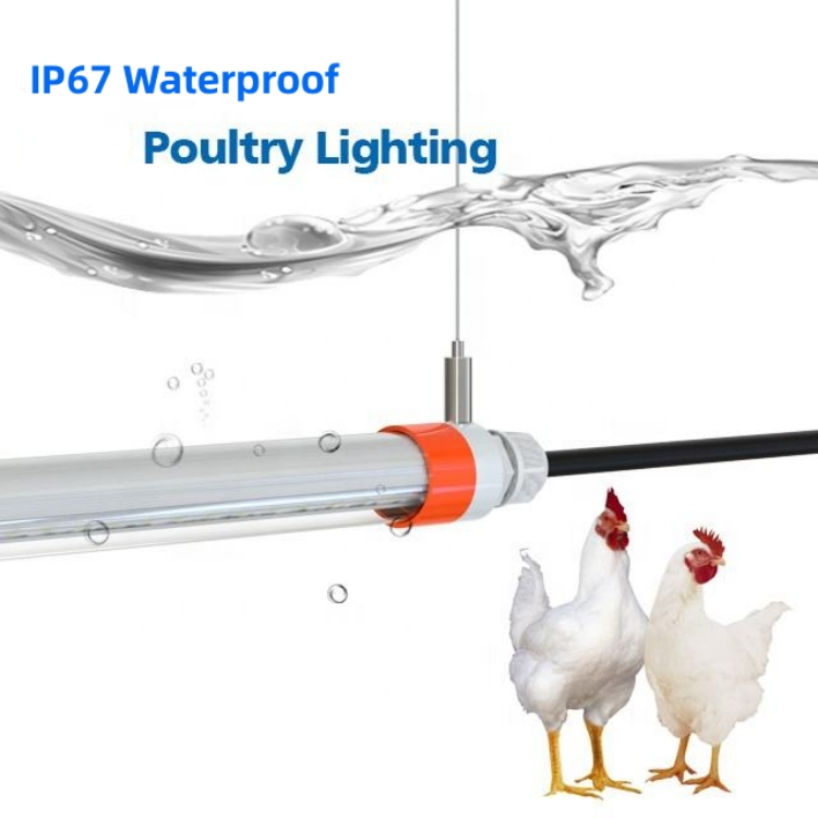 led light bulbs for chicken house