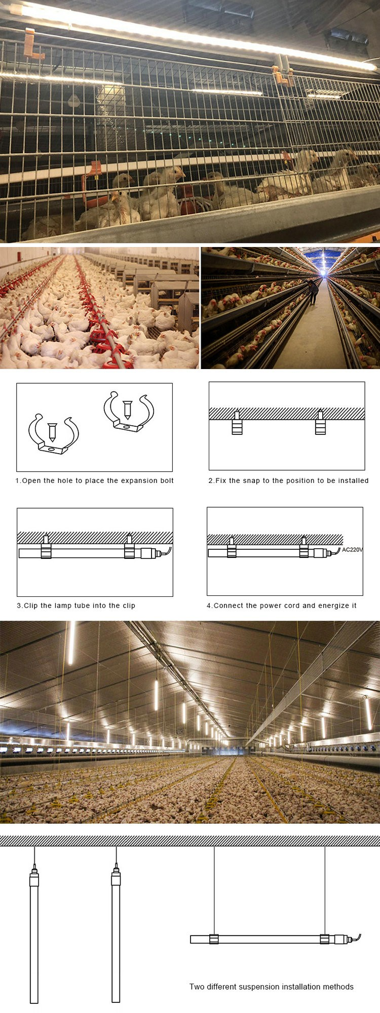 poultry lighting