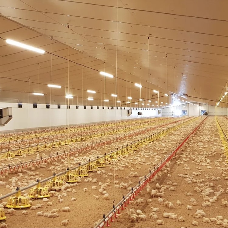 Chicken Lighting