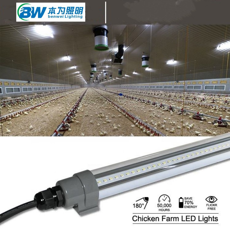 led chicken light