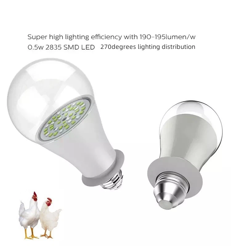 Chicken Shed Lights