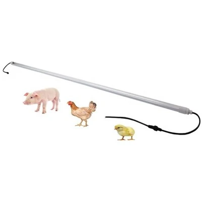 Mirgo{0}}bezmaksas LED mājputnu gaisma