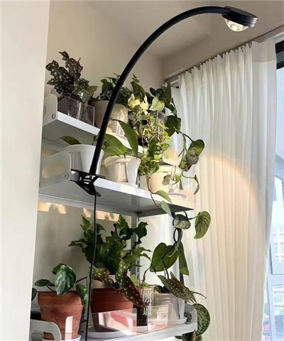 Dārza gaišums -70 grāds